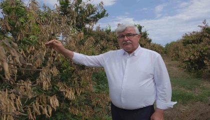 Mersindeki zirai donun olumsuz etkileri sürüyor