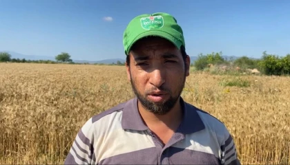 Osmaniyede mevsim nedeniyle buğday hasadı geç başladı