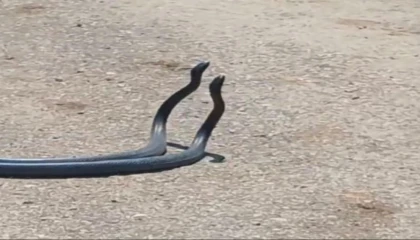 Osmaniyede yılanların dansı kameraya yakalandı