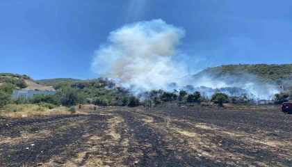Osmaniyedeki anız yangını ormana sıçradı