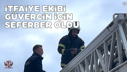 Payasta güvercin kurtarma operasyonu