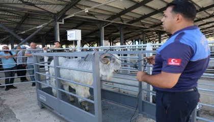 Pazarın en ağırı 153 kiloluk teke dikkat çekti