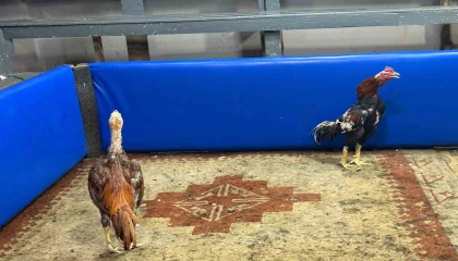 Polis müşteri gibi girdi, horoz dövüşüne suçüstü operasyon yaptı