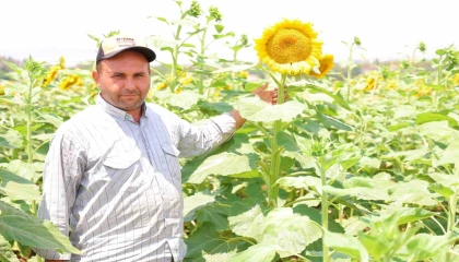 Sarının en güzeli: Ayçiçeği tarlaları görsel şölen sunuyor