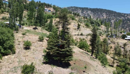 Sedir ağacına masal diyarı evi yaptılar