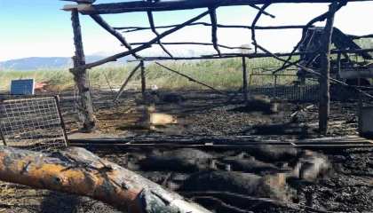 Senirkentte besihanede çıkan yangında çok sayıda koyun telef oldu