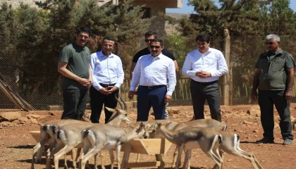 Suriye sınırının sıfır noktasında kurulan merkezle birlikte dağ ceylanlarının sayısı 18 kat arttı