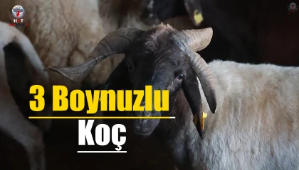 Sürüdeki 200 hayvan arasından 3 boynuzuyla ön plana çıkan ‘ahırın süsü ilgi odağı oldu