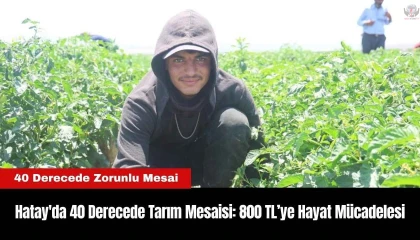 Tarım işçileri kavurucu sıcakta 800 TL yevmiyeyle zorlu mesaiyi sürdürüyor