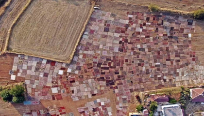 Tarlalarda milyonluk halı nöbeti başladı
