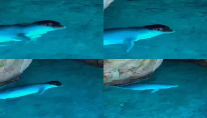 Tatilciler, mağarada Akdeniz fokuyla karşılaştı