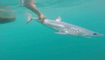 Tatilcileri rahatlatan açıklama: Türkiyedeki denizler, köpek balığı riski açısından çok güvenli