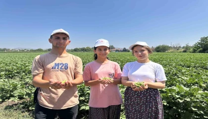 Türkiyenin bamya üretim merkezinde hasat başladı