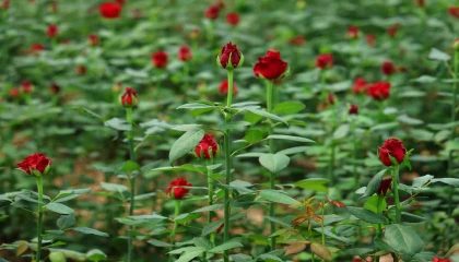Üreticileri, ithal edilen güle ek gümrük vergisi istedi