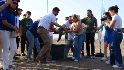 Uydu cihazı takılan kaplumbağa Atlas denize bırakıldı