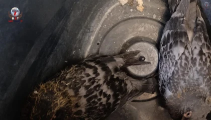 Yavru güvercinlere hayat kurtaran müdahale