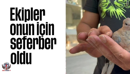 Yavru kumruyu kurtarmak için seferber oldu