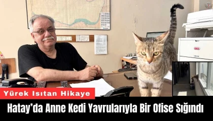Yavrularını ağzıyla ofise taşıyan anne kedi yürekleri ısıttı