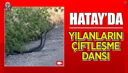 Yılanların çiftleşme dansı kameraya yansıdı