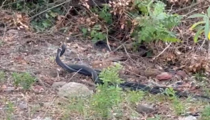 Yılanların dansı görüntülendi