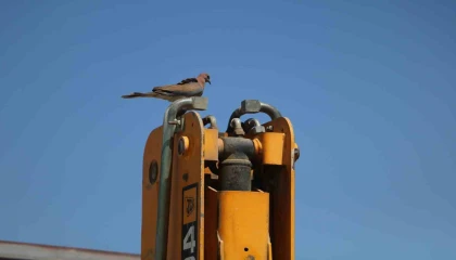 Kepçe Operatörü Yuvayı Bozmamak İçin 23 Gündür Çalışmıyor