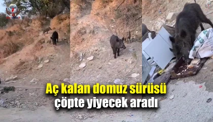 Aç kalan domuz sürüsü çöpte yiyecek aradı