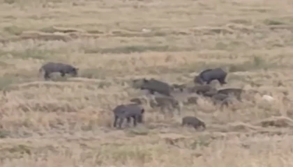 Aç kalan domuz sürüsü şehre indi