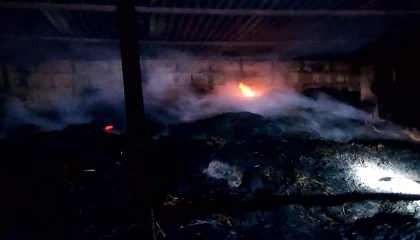 Adanada yangında 5 inek telef oldu