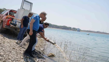 Adanada yetişen 10 milyon 500 bin yavru sazan 12 ilde 129 göl ve göletlere bırakıldı