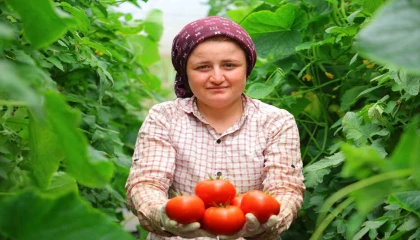 Adının hakkını veren mahalle: Her mevsim domates üretimi bölgeye katkı sağlıyor