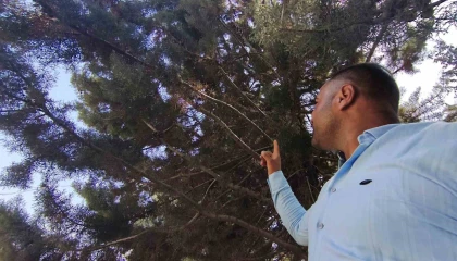 Ağaç gölgesinde ürküten manzara, fareyi yutmaya çalışan yılanla göz göze geldi