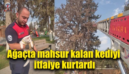 Ağaçta mahsur kalan kediyi itfaiye kurtardı