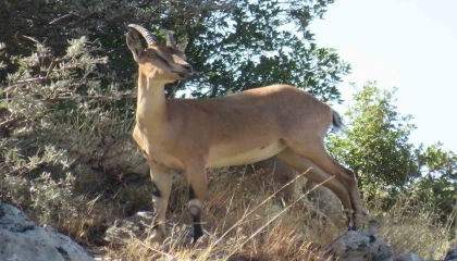 Ahır Dağında ala geyik sürüsü görüntülendi