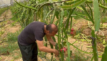 Alanyada ejder meyvesi hasadı başladı, kilosu 200 TLyi buluyor