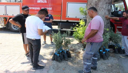 Antalya Büyükşehir Belediyesinden zeytin seferberliği