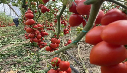Antalya hallerinde haziran ayında domates yıllık miktarda yüzde 86 arttı