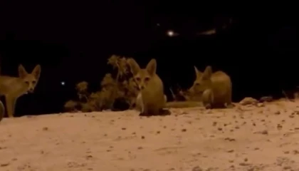 Antalyada aç kalan tilki yavrularını kraker ve bisküviyle beslediler