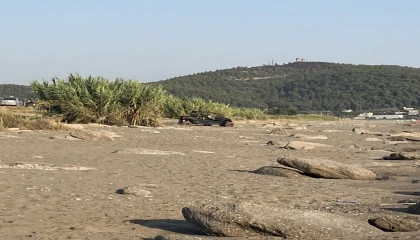 Antalyada caretta caretta yuvaları zarar gördü