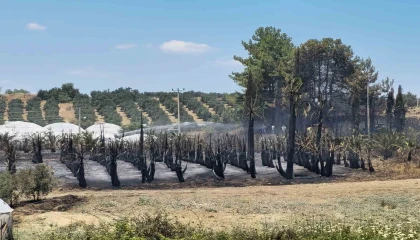 Antalyada çıkan yangında palmiye ağaçları küle döndü
