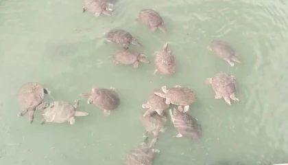 Antalyada saldırgan Nil kaplumbağası uyarısı