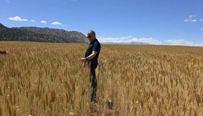 Atıl araziler üretime kazandırıldı buğday üretimi yapıldı