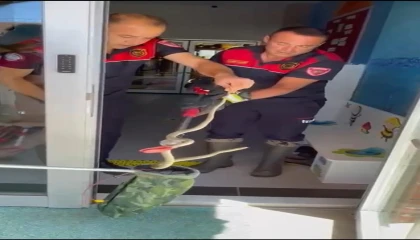 Ayakkabılıktan çıkan yılan paniğe neden oldu