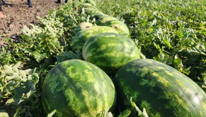 Aygün: Zararına satmaktansa karpuzu vatandaşa dağıtacağım