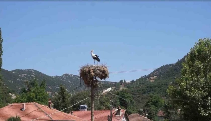 Burdurda Hisarardı köyünün yüz yıllık misafirleri leylekler, bu yıl da yuvalarına döndü