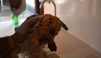 Çuvala dolanmış halde yaralı bulunan Caretta caretta denizle buluştu