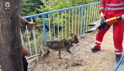 Demir korkuluklara sıkışan köpeği itfaiye kurtardı