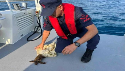 Denizde çuvala dolanmış halde bulunan yeşil deniz kaplumbağası kurtarıldı