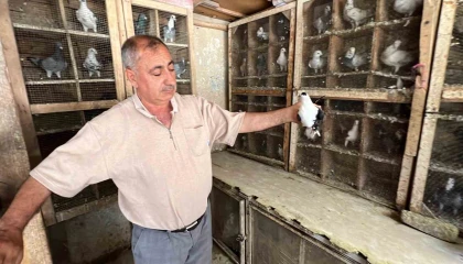 Depremde 170 güvercini telef oldu, kuş sevdası geçmedi