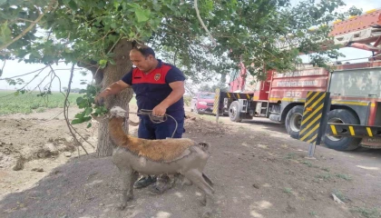 Derede çamura saplanan koyunu itfaiye ekipleri kurtardı