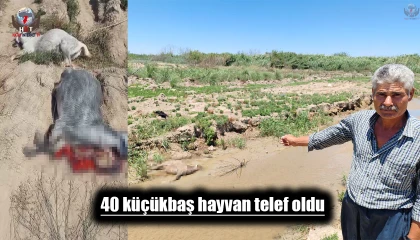 Dereden su içen 40 küçükbaş hayvanım telef oldu